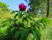 42 Paeonia officinalis- Peonia selvatica-Peonia dello Zucco